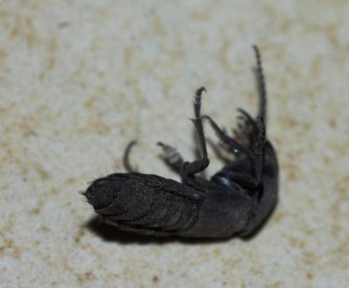 Ocypus sp.